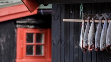 søgulig tøl
